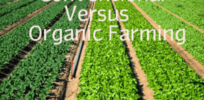 Viewpoint: Organic agriculture grain crisis?—What might be the impact if farming goes fully chemical-free organic?